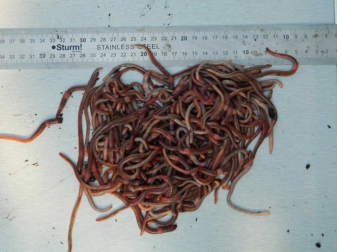 черви для рыбалки в минске